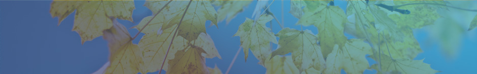 feuilles